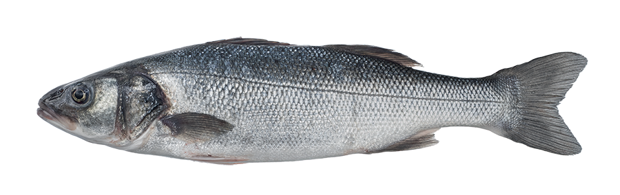 Sea-bass-fish